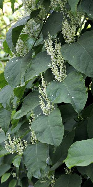 Japanese knotweed in ProstaSol