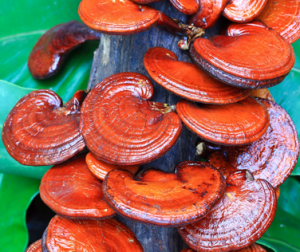 Ganoderma lucidum in ProstaSol