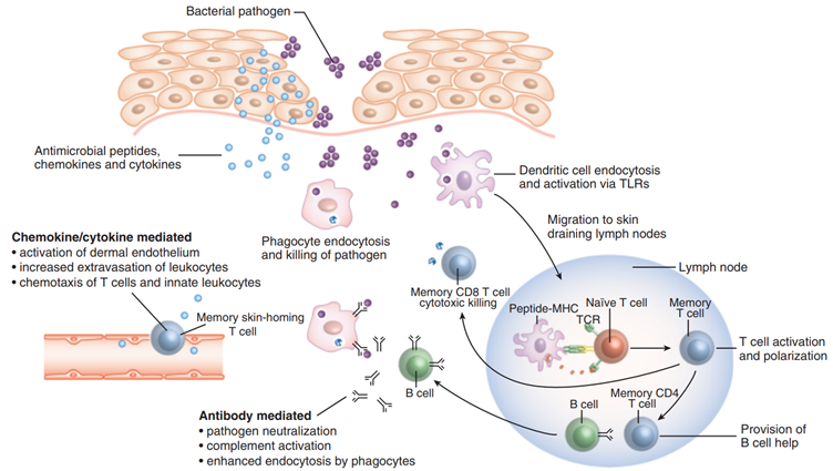 Abbildung 1. Wie das Immunsystem reagiert, wenn eine ausländische Bedrohung, wie eine bakterielle Erreger dringt in den Körper über die Haut oder andere Körperteile. Zunächst das angeborene Immunsystem stellt eine generalisierte Reaktion