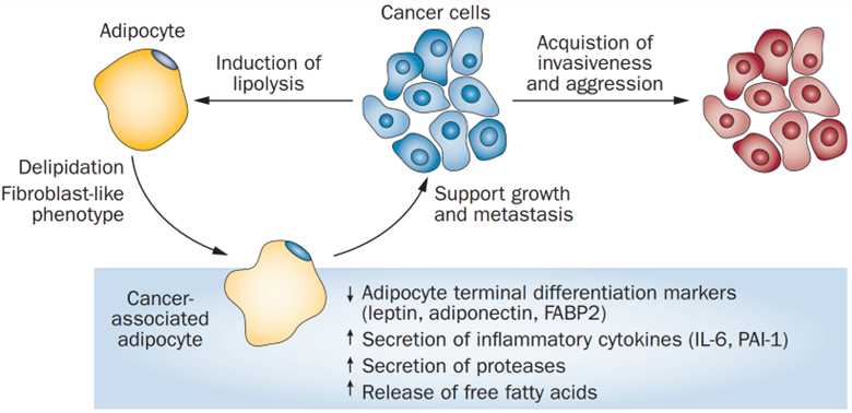 Übersprechen zwischen von Krebs-assoziierten Adipozyten (CAAs) und Krebszellen erleichtern das Tumorwachstum und die Metastasenbildung. veränderbare Risikofaktoren für Krebs