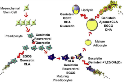 . Effects of certain natural compounds on various stages of adipocyte (fat cell) formation. figure 3