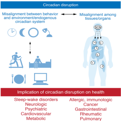 Figure 1. A schematic depiction of the relationship between circadian rhythm disruption and human diseases. Note: SCN refers to the suprachiasmatic nucleus, the brain area that controls circadian rhythm. Source: Fishbein et al. (2021); The Journal of Clinical Investigation. 