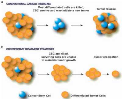 Figure 1. The role of cancer stem cells (CSCs) in tumour response to therapies.