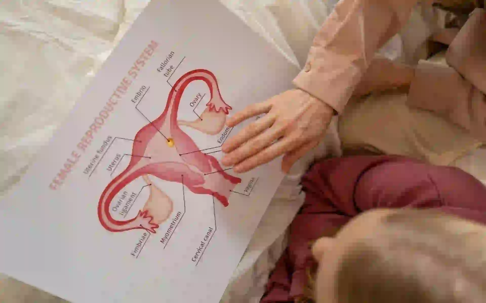 Menopause-NL1_cover-image