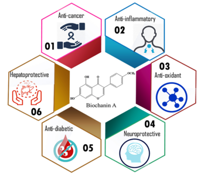 Figure 2. Health benefits associated with biochanin A, the main type of isoflavone found in red clover. Source: Sarfraz et al. (2020), Science of the Total Environment.