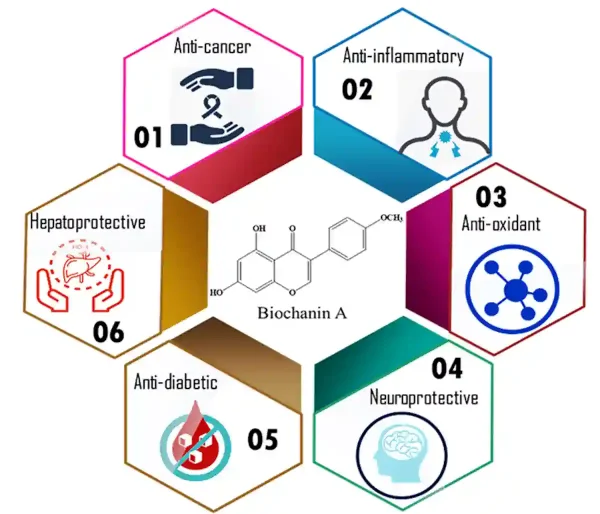 Abbildung 2. Gesundheitliche Vorteile im Zusammenhang mit biochanin A, die wichtigste Art der isoflavone found in red clover. Quelle: Sarfraz et al. (2020), Science of the Total Environment. 
