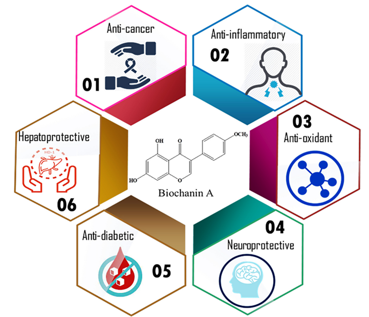 Abbildung 2. Gesundheitliche Vorteile im Zusammenhang mit biochanin A, die wichtigste Art der isoflavone found in red clover. Quelle: Sarfraz et al. (2020), Science of the Total Environment. 