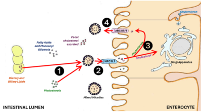 Figure 4. How phytosterols prevent dietary cholesterol absorption in the intestines