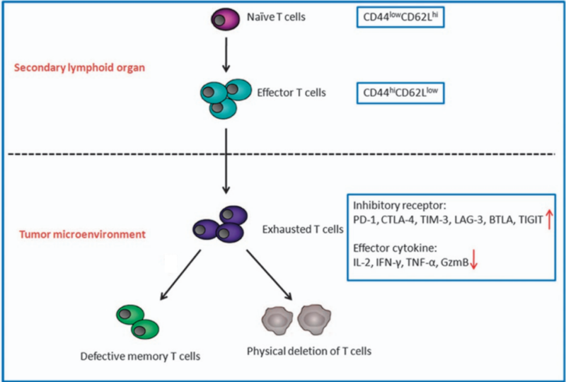 Figure 1. T-cell exhaustion in the tumour microenvironment.