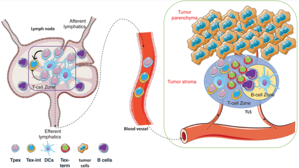 Figure 2. Activation of Tpex cells in cancer.