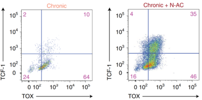 Figure 3. Flow cytometry showing the expression of TCF-1 and TOX in chronically stimulated T-cells (exhausted) with and without NAC treatment.