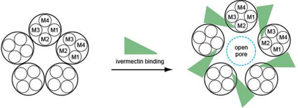 Abbildung 1. Wie Ivermectin Glutamat-gesteuerte Chloridkanäle (GluCl) öffnet.