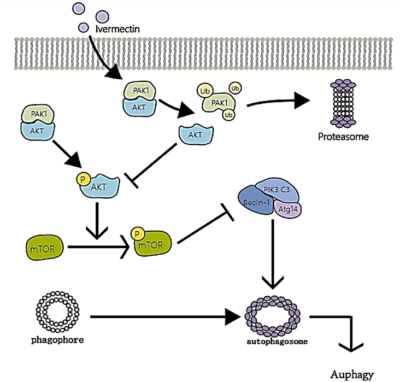 Abbildung 2. Der Autophagie-Induktionsmechanismus von Ivermectin in Krebszellen.