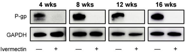 Abbildung 3. Western-Blot-Analyse der P-Glykoprotein-Expression (P-gp) in Lungenkrebszellen, die mit und ohne Ivermectin behandelt wurden.