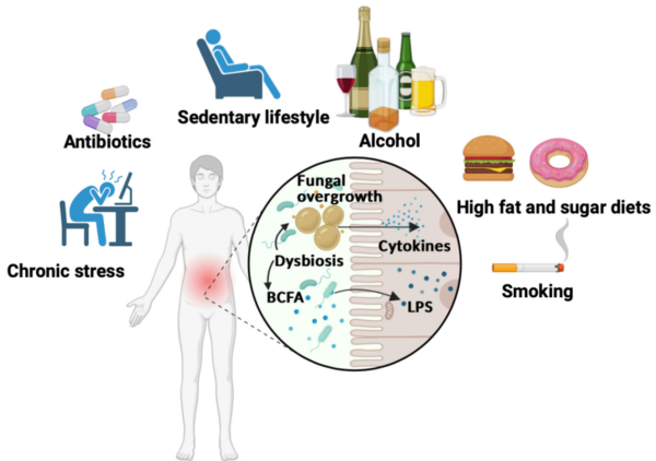 Abbildung 5. Ungesunder Lebensstil führt zu einer Dysbiose des Darmmikrobioms.