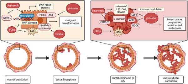 Figure 4. How endocrine-disrupting chemicals (EDCs) may contribute to the development and progression of breast cancer.