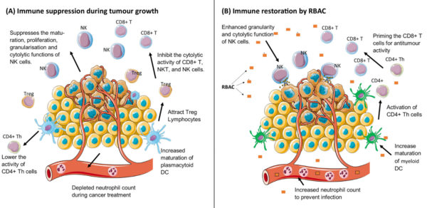 Figure 5. Rice bran arabinoxylan compound (RBAC) supports the immune system of cancer patients.