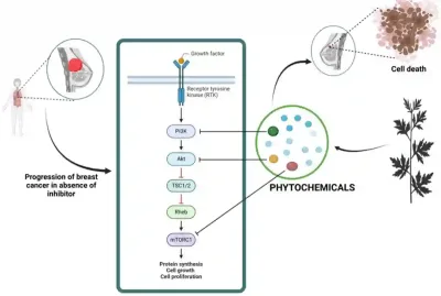 Figure 3. How plant compounds can help shut down cancer-promoting signals