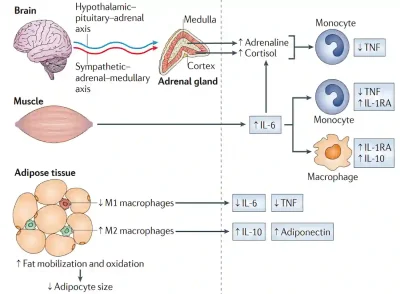 Diagram of how exercise controls inflammation: muscle IL-6 triggers anti-inflammatory pathways and shifts fat-tissue immune cells from M1 to M2 states