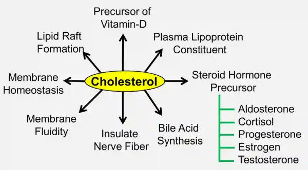 Schema der essenziellen Funktionen von Cholesterin: Stabilisierung von Zellmembranen, Nervenisolierung und Ausgangsstoff für Vitamin D, Gallensäuren und Steroidhormone